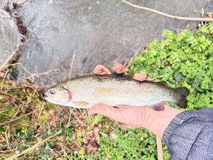 Rainbow Trout