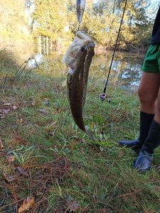 Largemouth Bass