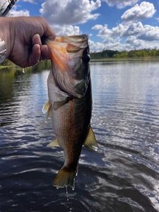 Largemouth Bass
