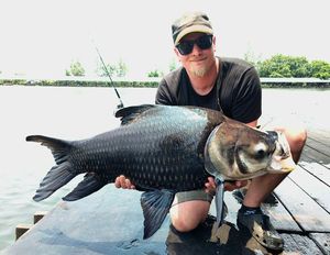 Siamese Giant Carp
