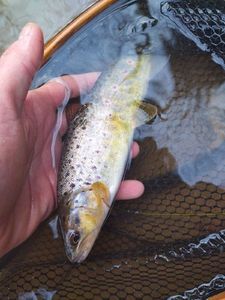 Brown Trout