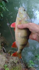 European Perch