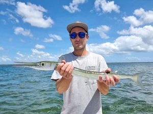 Houndfish