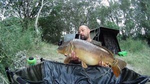 Mirror Carp