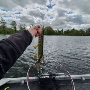 Northern Pike