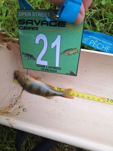 European Perch