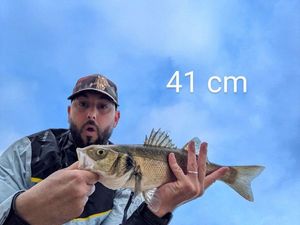 European Bass (Seabass)