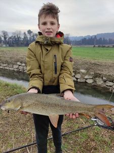 Barbel