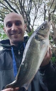 European Bass (Seabass)