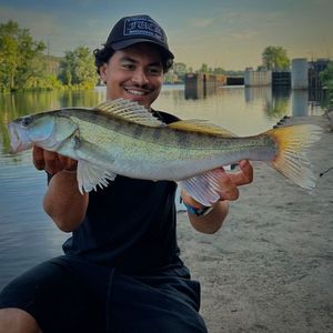 Zander