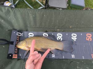 Tench