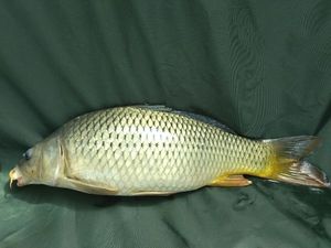 Common Carp