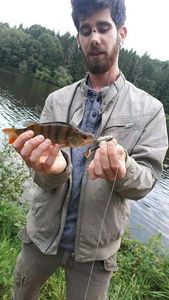 European Perch
