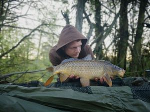 Common Carp