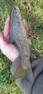 Brown Trout