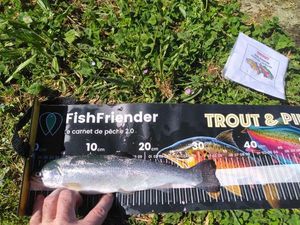 Rainbow Trout