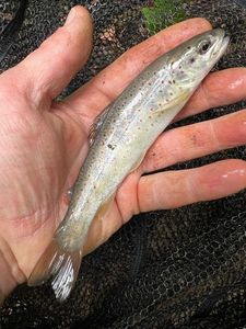Brown Trout