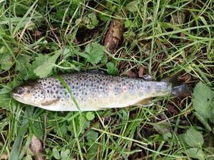 Brown Trout