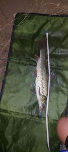 Barbel