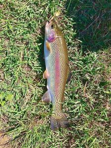 Rainbow Trout