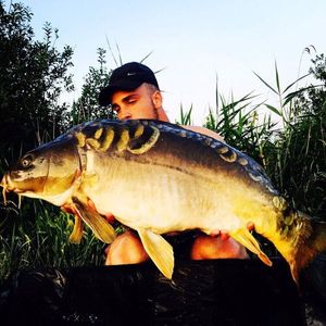 Mirror Carp