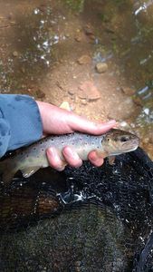 Brown Trout