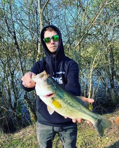 Largemouth Bass