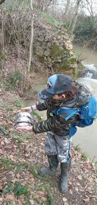 Rainbow Trout