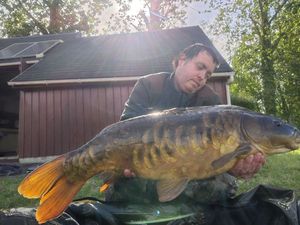 Mirror Carp