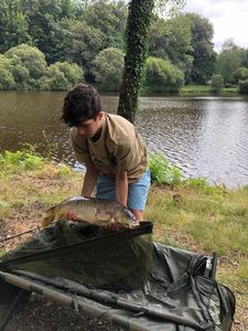 Common Carp