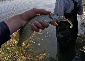 Northern Pike