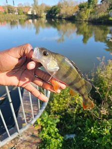 European Perch