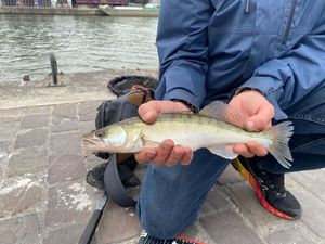Zander