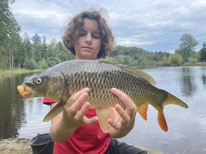 Common Carp