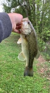 Largemouth Bass