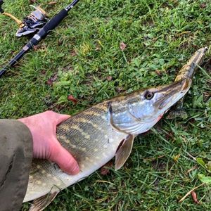 Northern Pike
