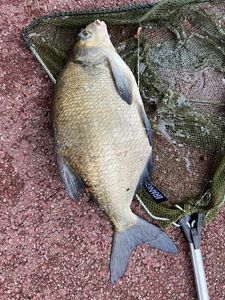 Common Bream