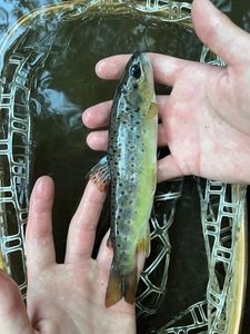 Brown Trout