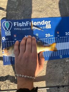 European Perch