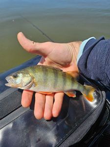 European Perch