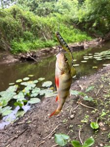 European Perch