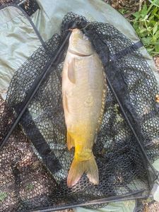 Leather Carp