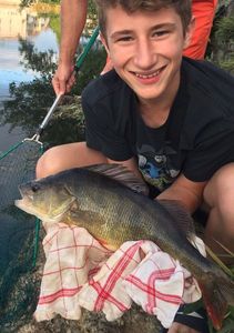 European Perch