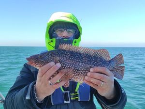 Ballan Wrasse