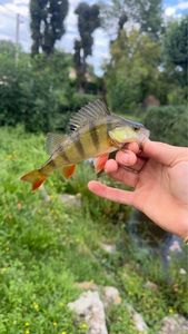 European Perch