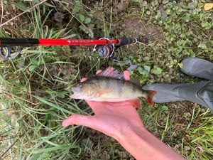 Yellow Perch