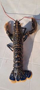 European Lobster