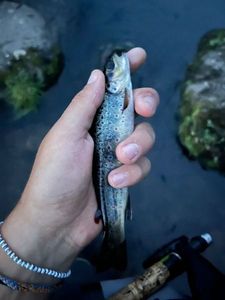 Brown Trout