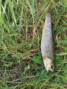 Brown Trout