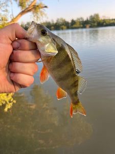 European Perch